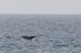 Baja05 - 011 * Sperm whale fluke